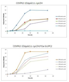 UPC2 유전자 과발현 효모와 모균주의 lactic acid 액체배지에서 세포성장 비교