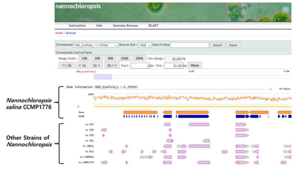 Genomic DNA sequence based Nannochloropsis WebDB for several Nannochloropsis spp. (http://112.220.192.2/NSK/index.php/nanno/browse)