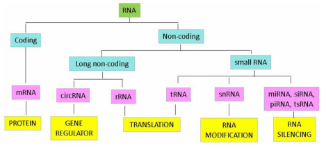 RNA 종류와 기능