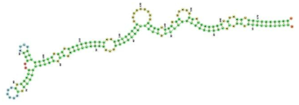 RNA secondary structure of miRNA ‘nsk-mir-18’