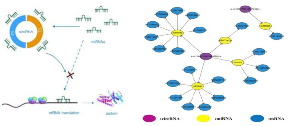 CircRNA의 유전자 조절 기능과 miRNA-mRNA target-circRNA interaction 네트워크