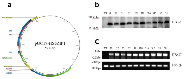 HSbZIP1 벡터 모식도(a), HSbZIP1 형질전환체 Western blotting(b) 및 콜로니 PCR(c) 결과