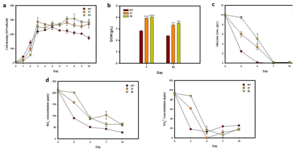 HSbZIP1 형질전환체의 cell density(a), dry cell weight(b), glucose 농도 변화(c), 배양액의 NO-3 및 PO3-4의 농도 변화(d)