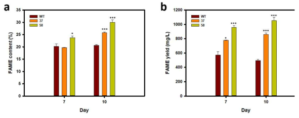 HSbZIP1 형질전환체의 fatty acid methyl ester(FAME) 함량(a) 및 수율(b)