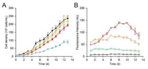 야생형 미세조류 및 형질전환체들의 세포성장곡선 (A), 및 형광발현량 (B). 검정: 야생형, 적색: T1, 주황색: T2, 초록색: T3, 청색: T4