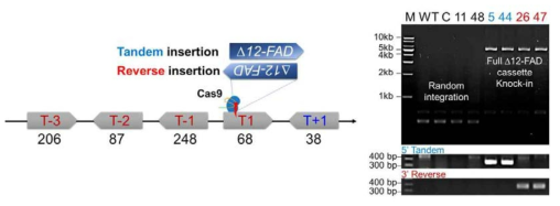 CRISPR/Cas9 유전자 가위 기술을 기반으로 한 delta 12 지방산 불포화 효소 유전자의 T1 위치 삽입. 청색: T1 위치의 발현 방향과 정방향으로 삽입, 적색: T1 위치의 발현 방향과 역방향으로 삽입