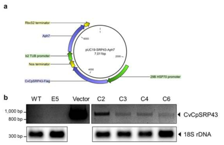 (a) Complementaion 에 사용된 vector map. (b) Complemented strain 의 colony PCR 결과