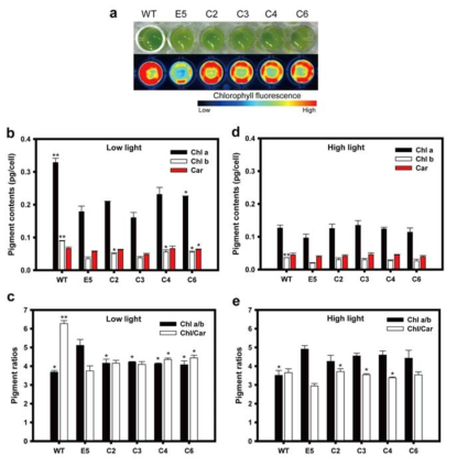 (a) 세포 배양액의 색 및 엽록소 형광 세기 비교. 낮은 광도에서의 (b) 세포 당 색소 함량 (chlorophyll a: 검정색, chlorophyll b: 흰색, carotenoids: 빨강색) 함량 및 (c) 색소 간 비율 (chlorophyll a/b ratio: 검정색, chlorophyll/carotenoids ratio: 흰색). 높은 광도에서의 (d) 세포 당 색소 함량 및 (e) 색소 간 비율