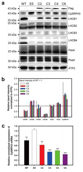 (a) Western blot을 통한 단백질 검출 결과. (b) Densitometric 분석을 통한 단백질 상대정량. (c) CpSRP43 mRNA의 발현량 분석