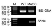 중합효소연쇄반응을 통한 돌연변이체 Mut68의 유전자 삽입의 확인