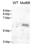 서던 블랏법을 통한 돌연변이체 Mut68의 유전자 삽입 복제수의 확인