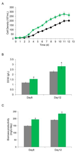 야생형 미세조류와 Mut68의 세포 성장능 비교. A. 세포성장곡선, B. 세포 건조 중량, C. 바이오매스 생산성 (검정: 야생형 미세조류, 녹색: Mut68)