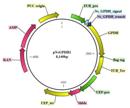 GPDH 과발현 벡터 pNsGPDH1의 모식도