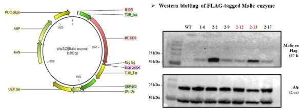 Malic enzyme 과발현 벡터 구성 및 Western blotting을 사용한 과발현 뮤턴트 선별