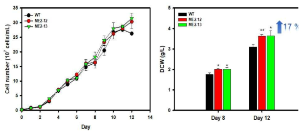 Malic enzyme 과발현 형질 전환체 Growth curve 및 Dry cell weight 결과