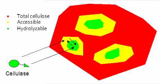 셀룰로스 기질의 개념 (빨간색: 전체 셀룰로스, 노란색: 효소 접근 가능한 부분, 초록색: 가수분해 가능한 부분)