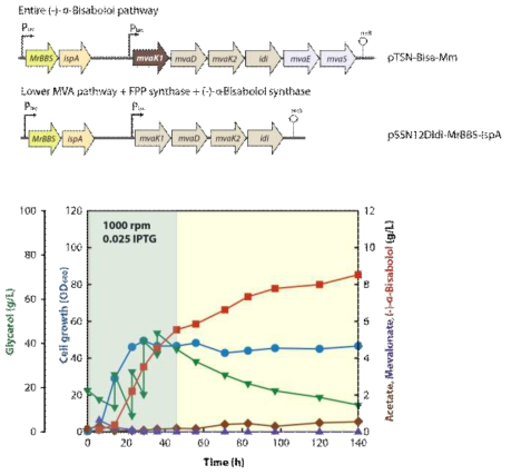 Fed batch 발효에서 생산 효소 발현 및 aeration 최적화를 통한 비사볼올 생산성 증대. 8.5g/L 비사볼올 생산량으로 기존과 비슷하나 Mevalonate 과축적 현상을 해결하면서 초기 생산성을 2배 가까이 증대시킴
