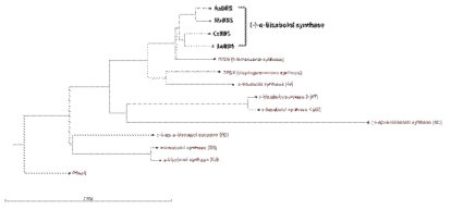 식물 유전체 분석을 통한 신규 (-)-α-bisabolol synthase 서열 발굴. 개똥쑥 유래의 AaBBS, 아티초크 유래의 CcBBS는 기존에 보고된 MrBBS, EeBBS와 하나의 그룹을 형성함