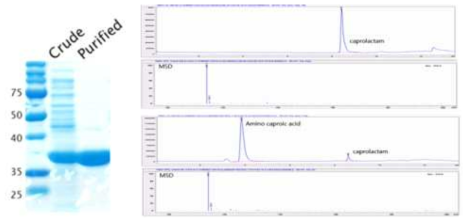 메타지놈에서 탐색된 카프로락탐 합성 효소의 정제 (좌) 및 카프로락탐 생성 HPLC-MS 분석 (우)