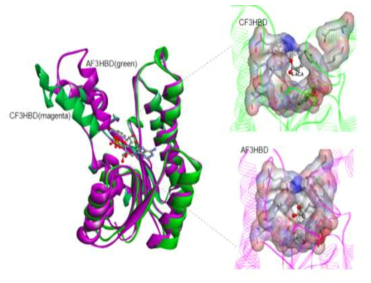 메타지놈에서 탐색된 카프로락탐 합성 효소(CF3HBD)와 기보고된 AF3HBD의 구조 얼라인먼트