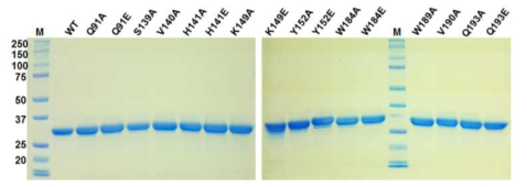 CF3HBD와 돌연변이들의 FPLC 정제후 SDS-PAGE gel 사진