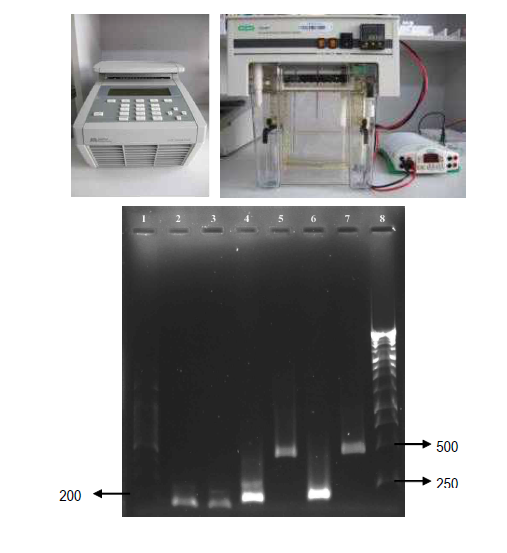 PCR장비 및 DGGE 시스템(위)과 1.2% 아가로즈겔에 로딩시킨 KR-1과 공생하는 박테리아의 16S rRNA-gene의 DNA 및 DGGE specific primer(아래)