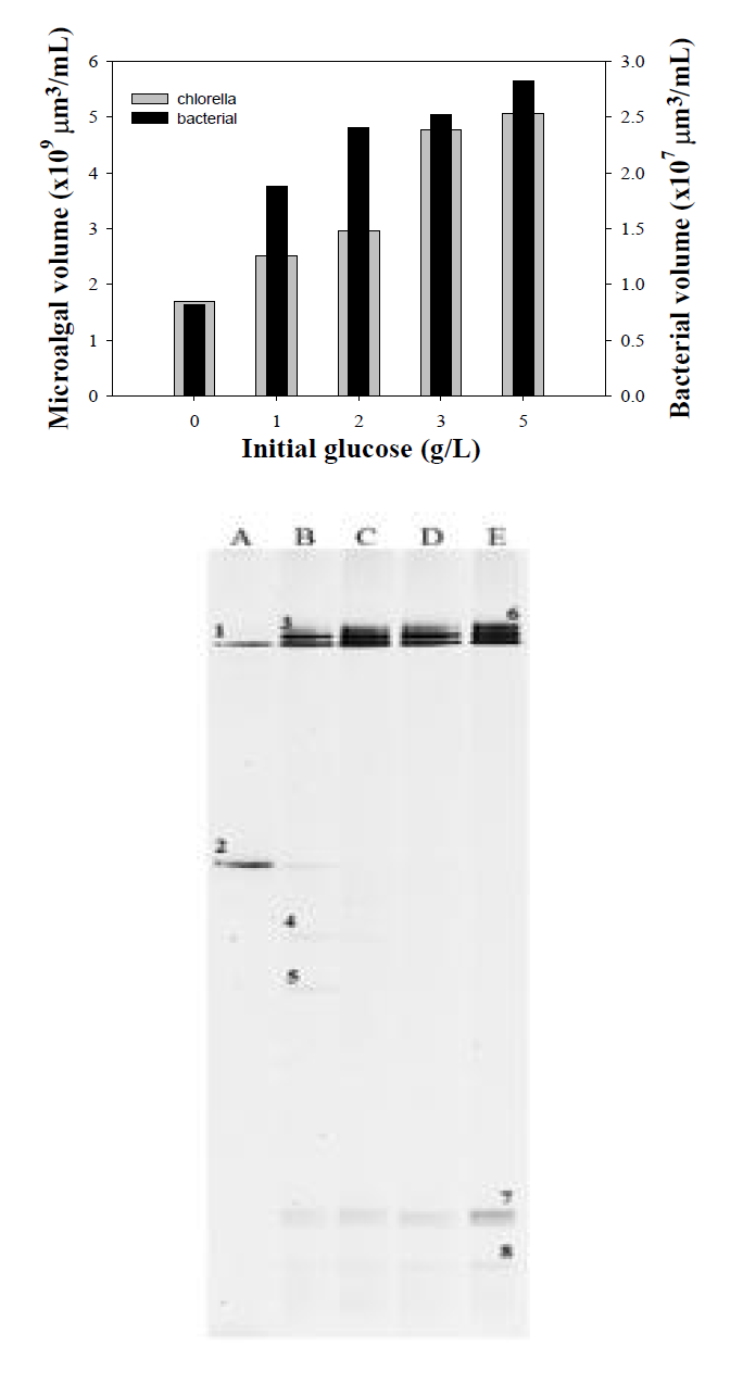 [위] 초기 포도당 농도에 따른 박테리아와 Chlorella sp. KR-1의 부피 분산도 [아래]초기 포도당 농도에 따른 배양액내 증폭된 박테리아 16S rRNA 유전자조각의 DGGE 패턴, A; 자가영양 조건, B-E; 초기 포도당농도 1,2,3,5 g/L