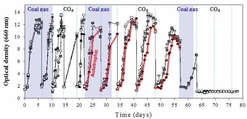컬럼형 광생물반응기의 반연속식 배양에서의 OD 변화
