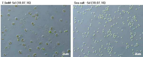 Chlorella sp. KR-1 옥외배양 현미경 사진