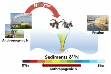 인위적인 대기질소 오염물질이 해양 퇴적물의 질소동위원소비를 변화시키는 과정에 대한 모식도