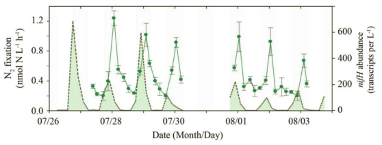 Diel patterns in Crocosphaera N2 fixation (solidline) alongside transcriptional regulation as shown by nifH transcript abundance (dashedline)