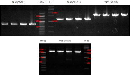 TRS2의 PCR 결과