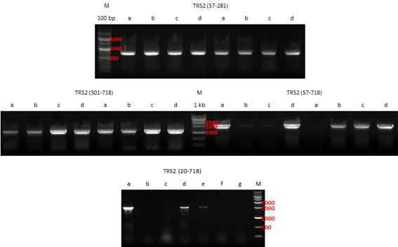 TRS2의 colony PCR 결과