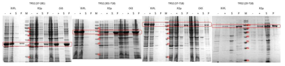 TRS2 단백질의 발현 실험 결과