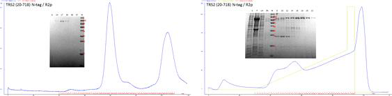 TRS2 (20-718) 단백질의 정제 과정