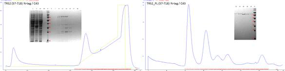 TRS2 (57-718) 단백질의 정제 과정