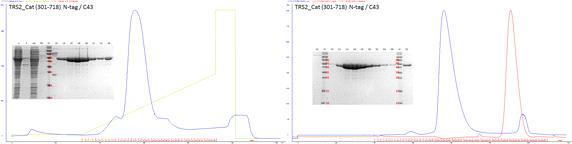 TRS2 (301-718) 단백질의 정제 과정