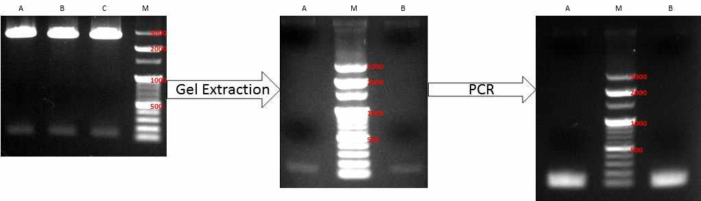 tRNA2Thr의 PCR 결과