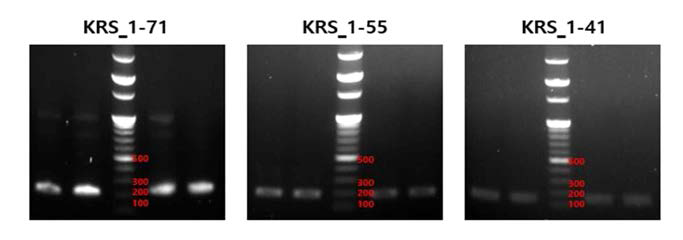 KRS constructs의 PCR 결과