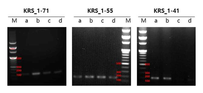 KRS constructs의 Colony PCR 결과