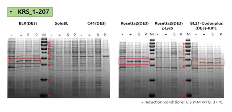KRS_1-207 단백질의 발현 및 수용성 실험