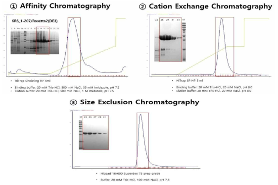 KRS_1-207 단백질의 정제 과정