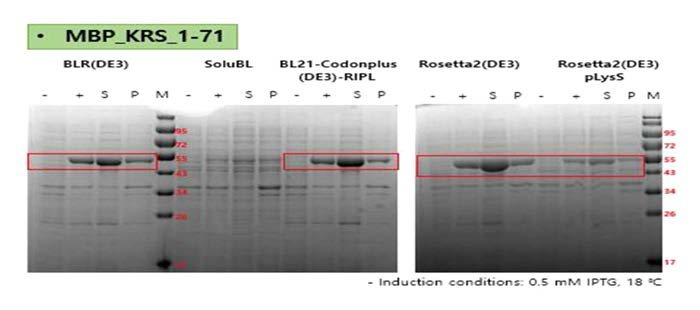 MBP_KRS_1-71 단백질의 발현 및 수용성 실험