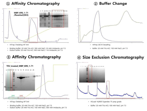 KRS_1-71 단백질의 정제 과정