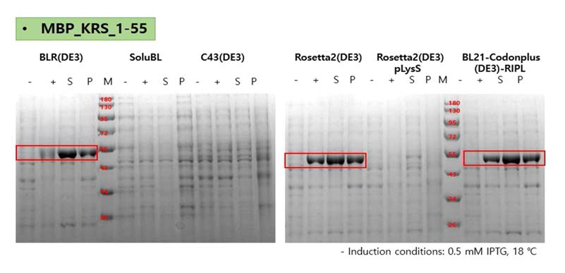 MBP_KRS_1-55 단백질의 발현 및 수용성 실험
