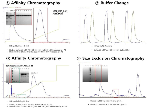 KRS_1-41 단백질의 정제 과정
