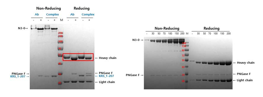 PNGase F를 이용한 Deglycosylation