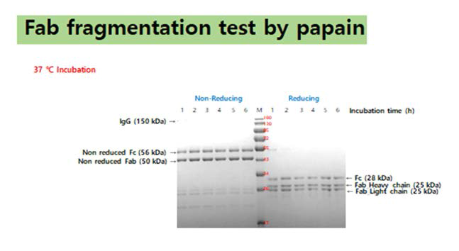 Fab fragmentation test