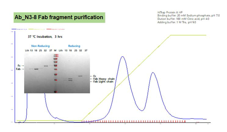 N3-8 항체 Fab fragment 정제 1