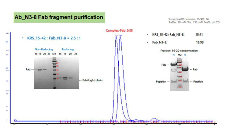 N3-8 항체 Fab fragment 정제 2